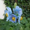 Meconopsis Betonicifolia